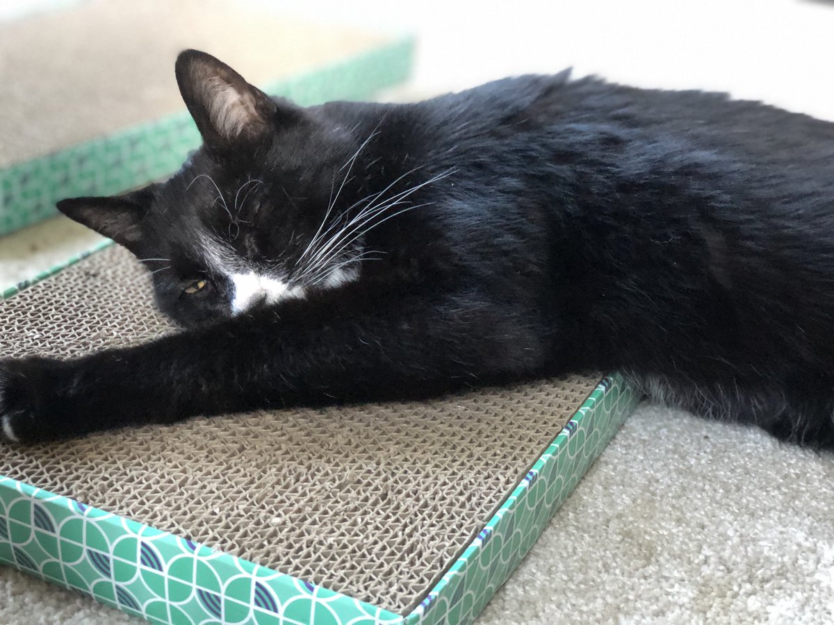fluffybros's tweet photo. Just one more sniff, they said. 
It’ll be fine, they said.
#catnip #CatsOfTwitter https://t.co/kv9eDdNZtd