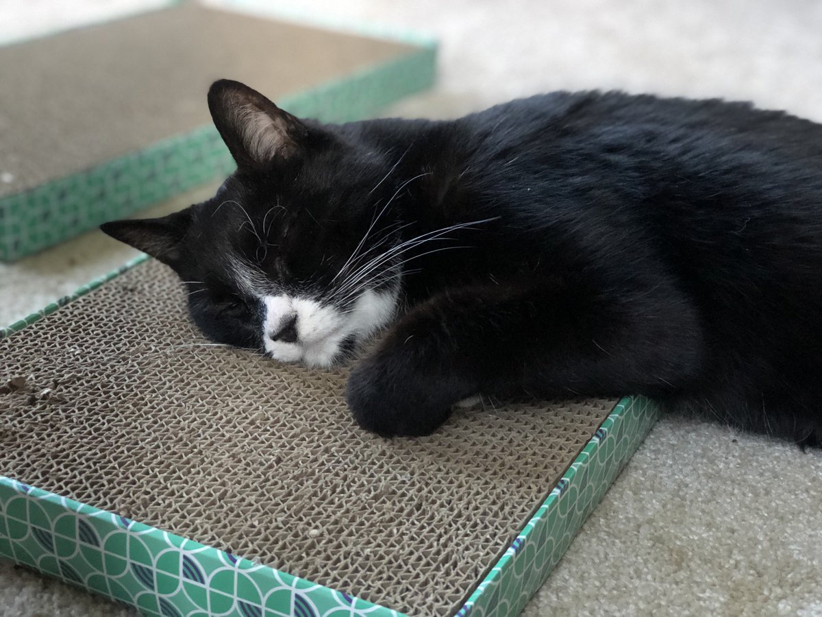 fluffybros's tweet photo. Just one more sniff, they said. 
It’ll be fine, they said.
#catnip #CatsOfTwitter https://t.co/kv9eDdNZtd