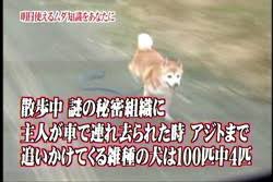 タキタ トリビアの泉の犬検証系のやつバチボコに好き タキタ トリビアの泉の犬検証系のやつバチボコに好き