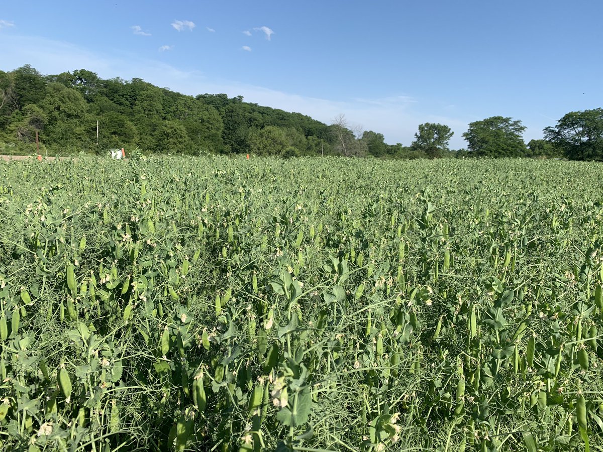 PURIS Peas in Southeast Iowa are beginning the final push towards #harvest2020!!!! @PurisGrowers <a href="/PURISfoods/">PURIS</a>