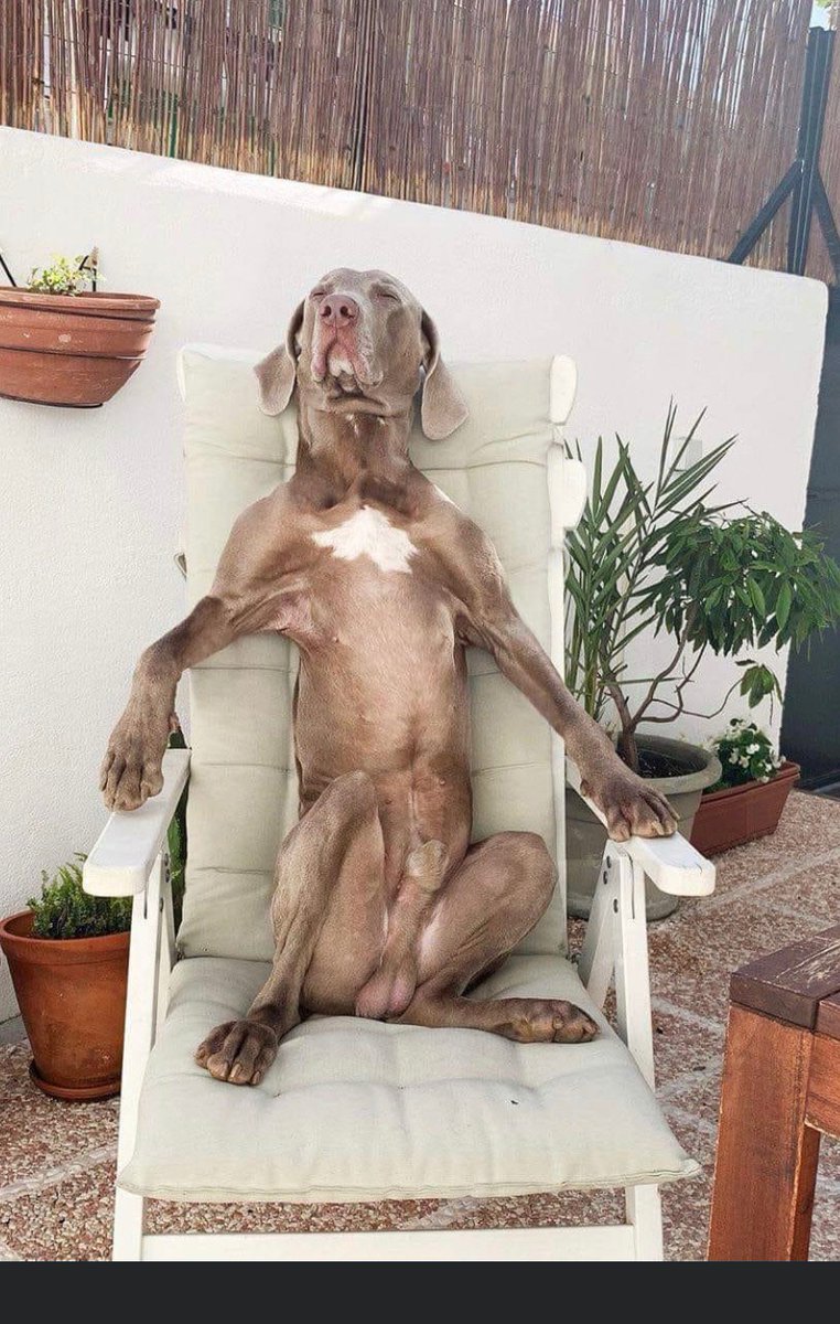 PotinsPotins's tweet photo. #chaleur #malaise #chien ☀️ https://t.co/L5EGSKimWg