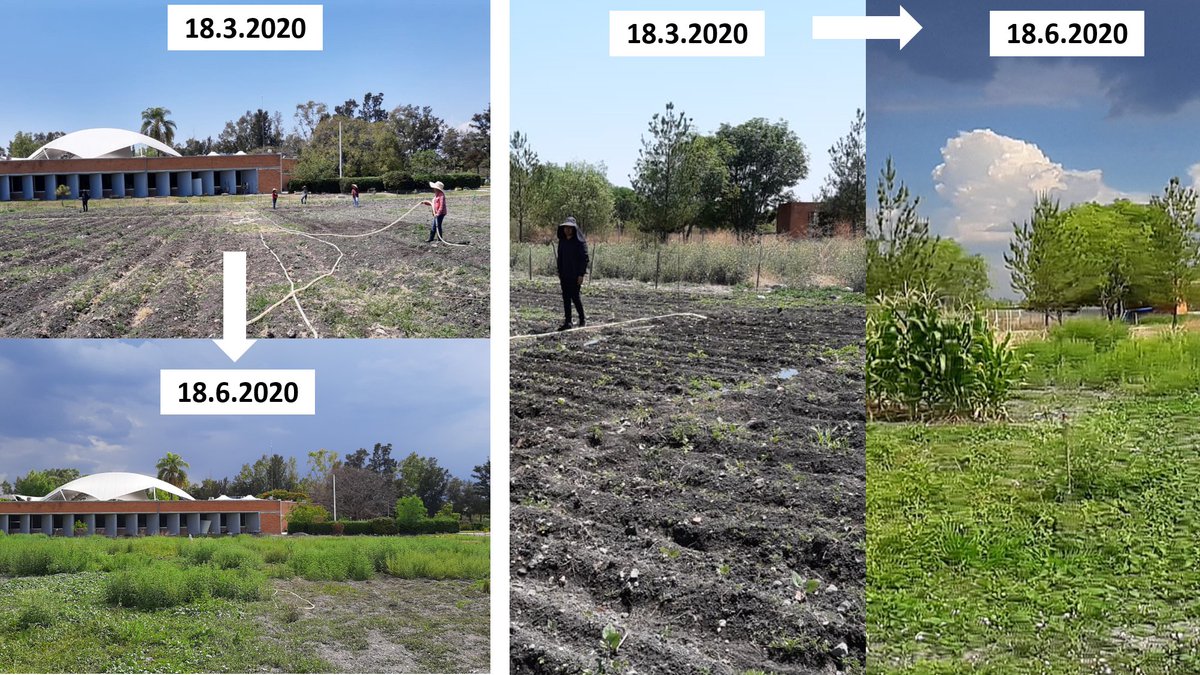 Martinplantecol's tweet photo. Field study on #selfDNA #eDNA and #plantVOCs as #plantvaccines for #biocontrol #sustainable #agriculture
2,500 m2 sown beginning March
Results 3 months later:
1)No detectable resistance to CQAD (Covid-Quarantine-Associated-Disasters)
2)#COVID_19 favours #weeds and drought https://t.co/pHWvxrucHu