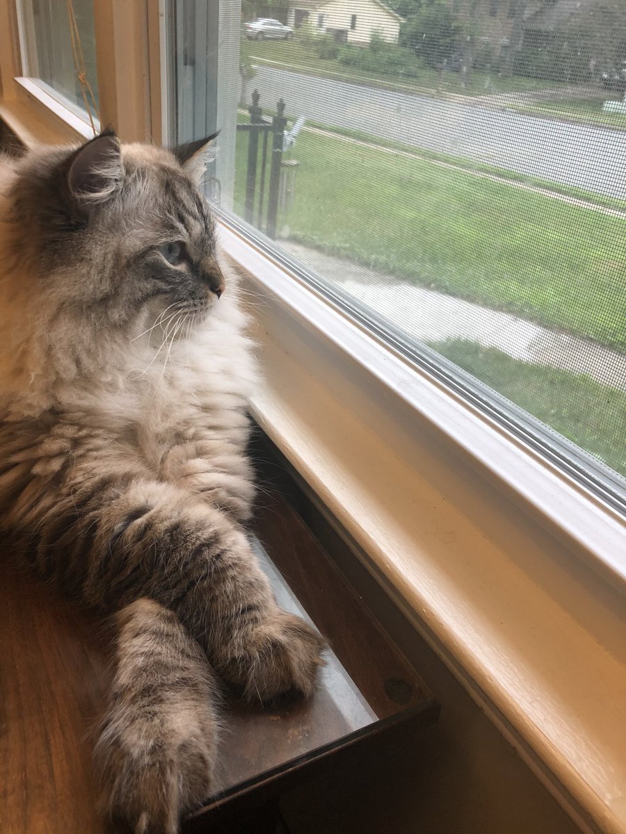 Vlad the Impaler the Cat tweet media