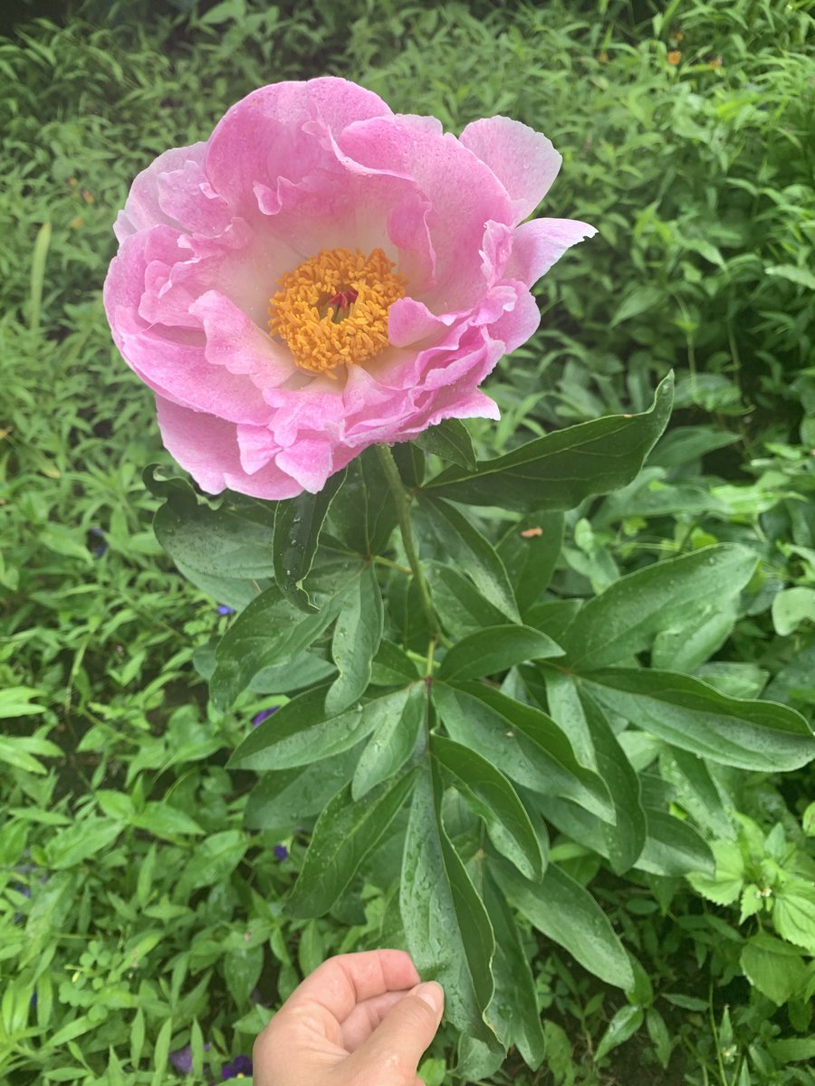 sammers133's tweet photo. grew her from seed and finally bloomed today 🌸 https://t.co/TKAcOR5U4u