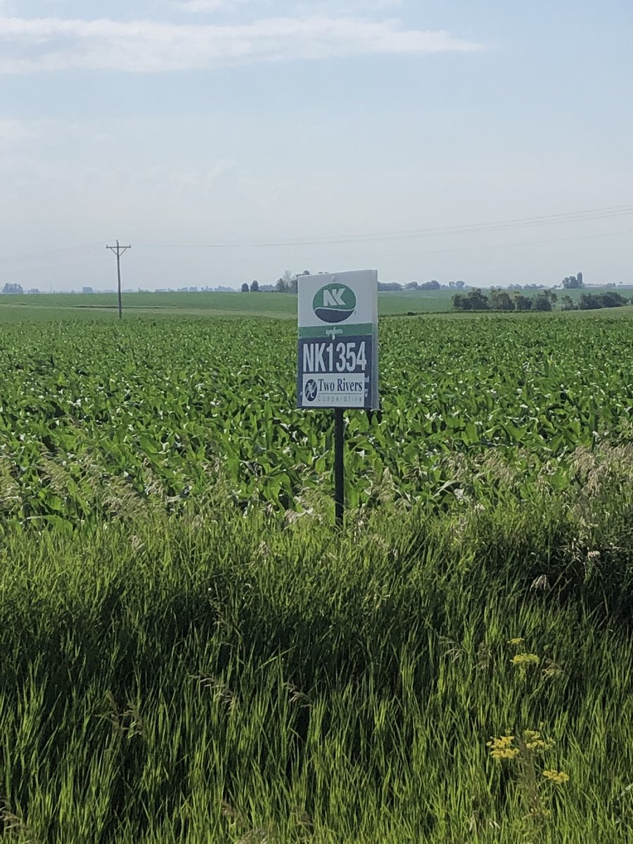 VOberbroeckling's tweet image. One of my favorite things to do is look at crops and share/mentor young agronomists! Today we found some insect feeding! Thank you Two Rivers Coop Pella IA for your time and the hard work of putting up signs! The fields of NK1284 and NK1354 🌽👀💥💥💥! #growNK2020 #fieldsofgreen
