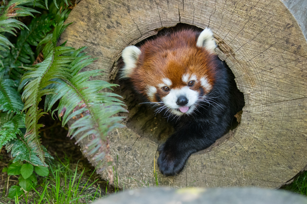 OregonZoo's tweet image. Oh there he is