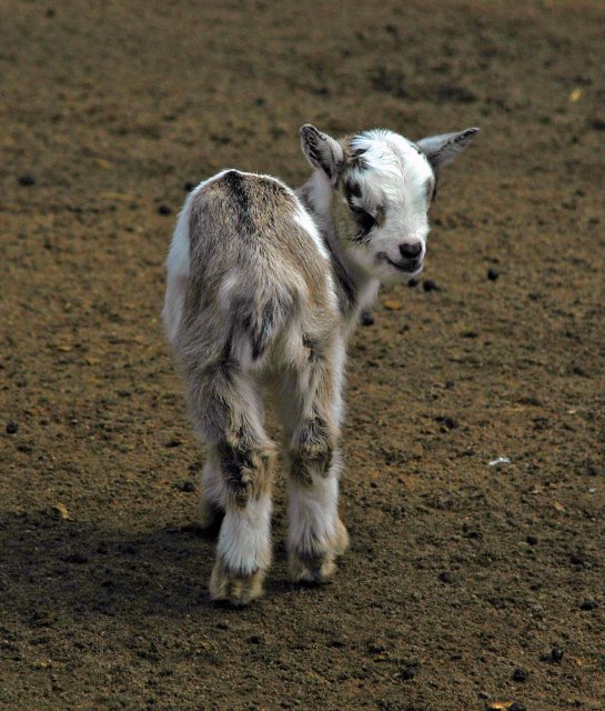 Goat Baby