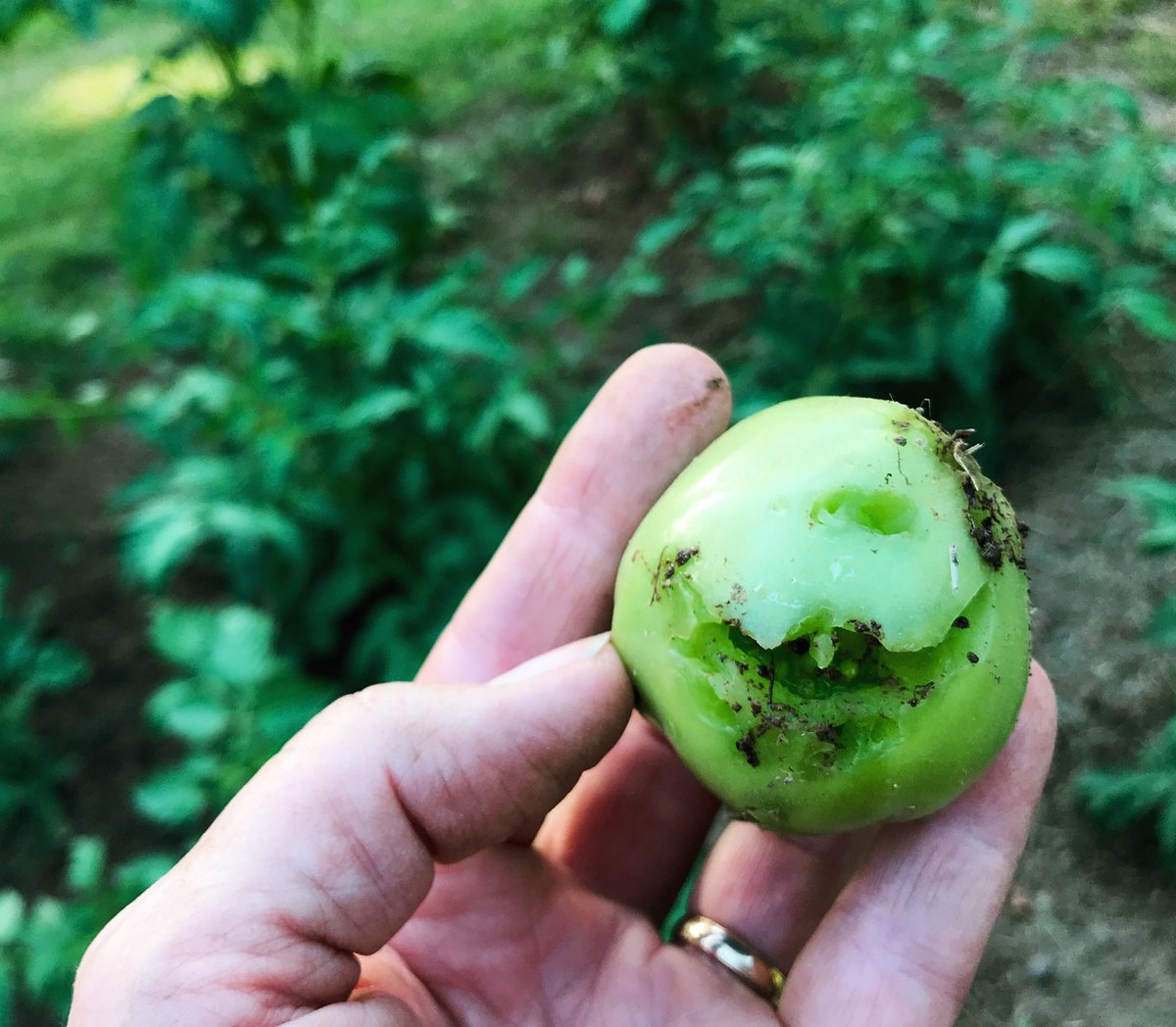 sgharbison's tweet photo. This. Is. War. #damnsquirrels #knoxville #tomato https://t.co/EdPNSE6T1R