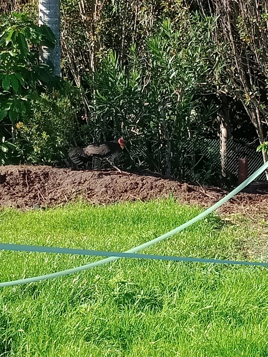FreyaAHatfield's tweet image. The Aussie wildlife at it again this is a brush turkey called digger we apparently have two that visit #onlyinAus #brushturkey #aussiewildlife #aussiebackyard #semiruralliving 🦃