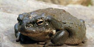 Dailyfrogs2's tweet photo. The scientific name for the Colorado River toad is Incilius alvarius. Like their name implies, these toads spend theyโre time frolicking in the rivers around southwest America. Heโs chillin #rivertoad #toadsoftwitter #toads #dailyfrogs https://t.co/PVzYvXVTs7