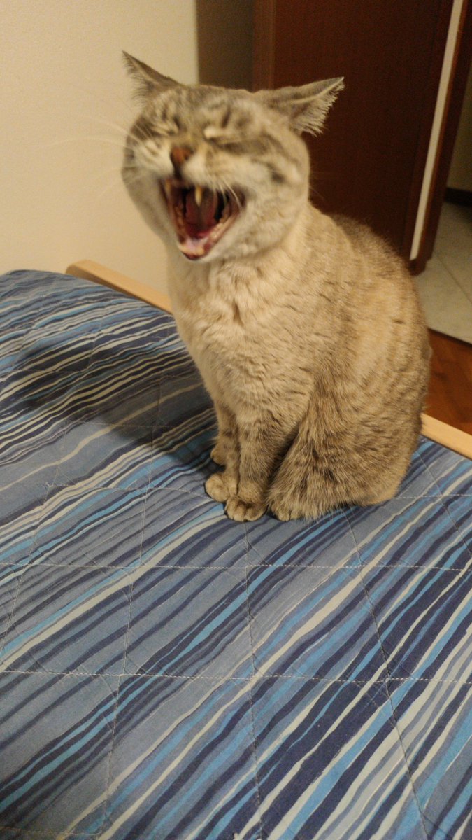 MattDefamed's tweet image. When "In Tenebris" starts