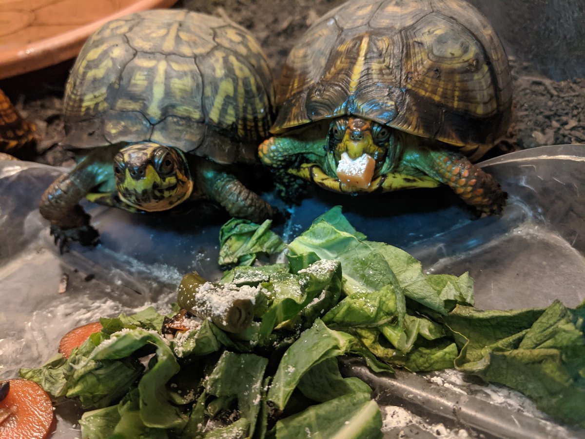 WildlifeEpiLab's tweet photo. -Say Hello to my Turtle Friend-
Person 1: And this turtle’s favorite movie is Scarface.
Person 2: What makes you say that?
Turtle:
#turtles #skit #moviereference #scarface #sayhello #tomyturtlefriend #uiuc #vetmed #calciumpowder #salad #punny https://t.co/YHltD2LGpD