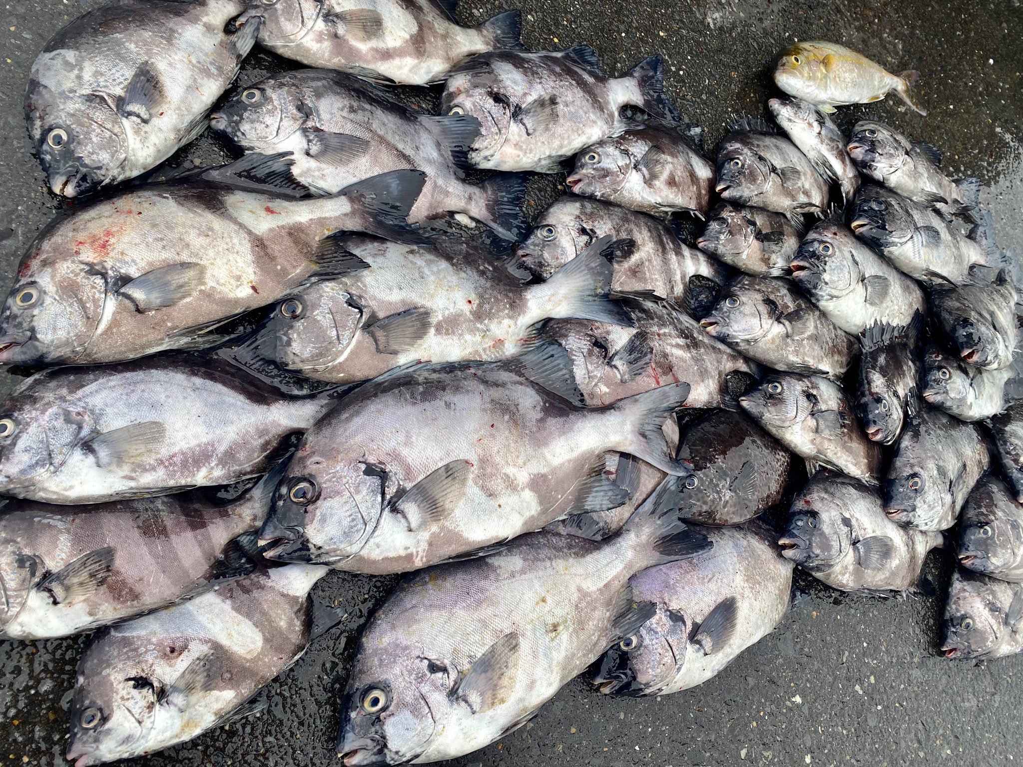 鹿島釣り日記 今朝のシマダイ 雨のおかげで警戒心が薄れていたせいかシマダイがよく釣れました シマダイの仕掛けを巻きでカンパチくんが食いついてくるハプリングもありましたが 今日もいい日だ シマダイ カンパチ 鹿島港 T Co Idjziz11z4