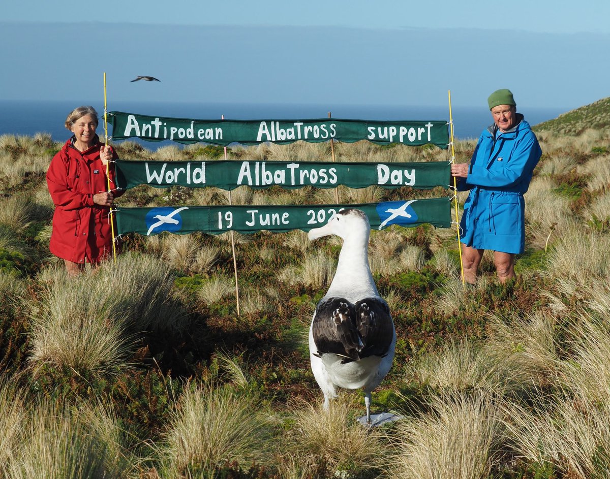 Skraaarrk Happy World Albatross Day, the first-ever!

Find out more about this special day here: bit.ly/2UYroBU

#WorldAlbatrossDay #WAD2020