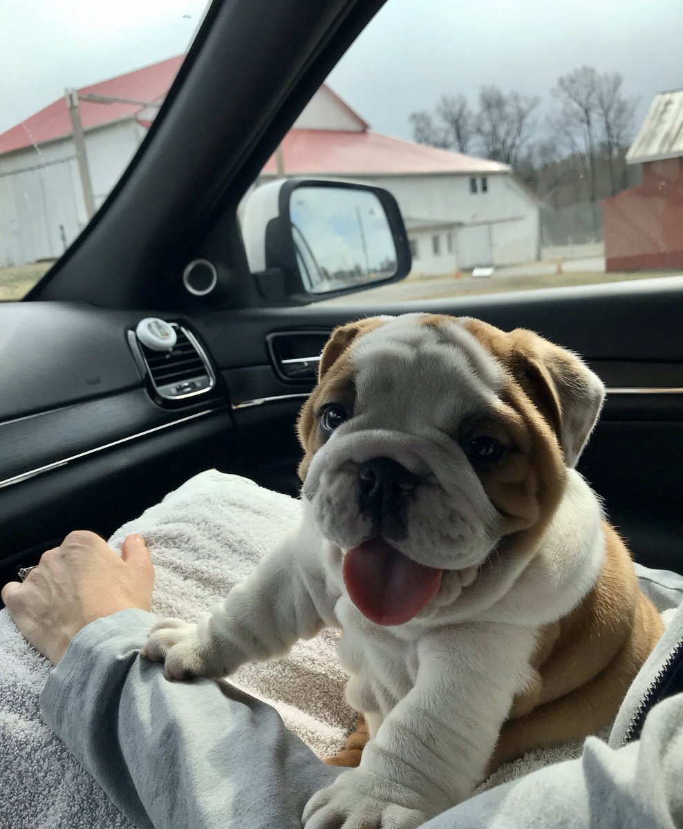 This is Oakley. He’s on his way home for the first time. Hoping to grow into his wrinkles but no pawmises. 12/10