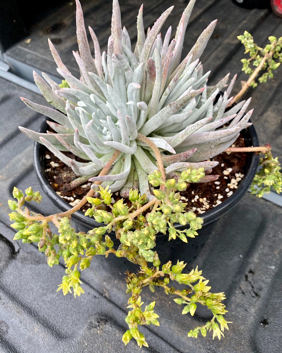2g Dudleya 'Anacapa' -  Greene's live forever