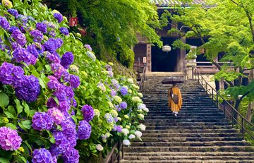 奈良長谷寺のあじさい22 見頃と開花情報 アクセスや駐車場も紹介 青空ブログ