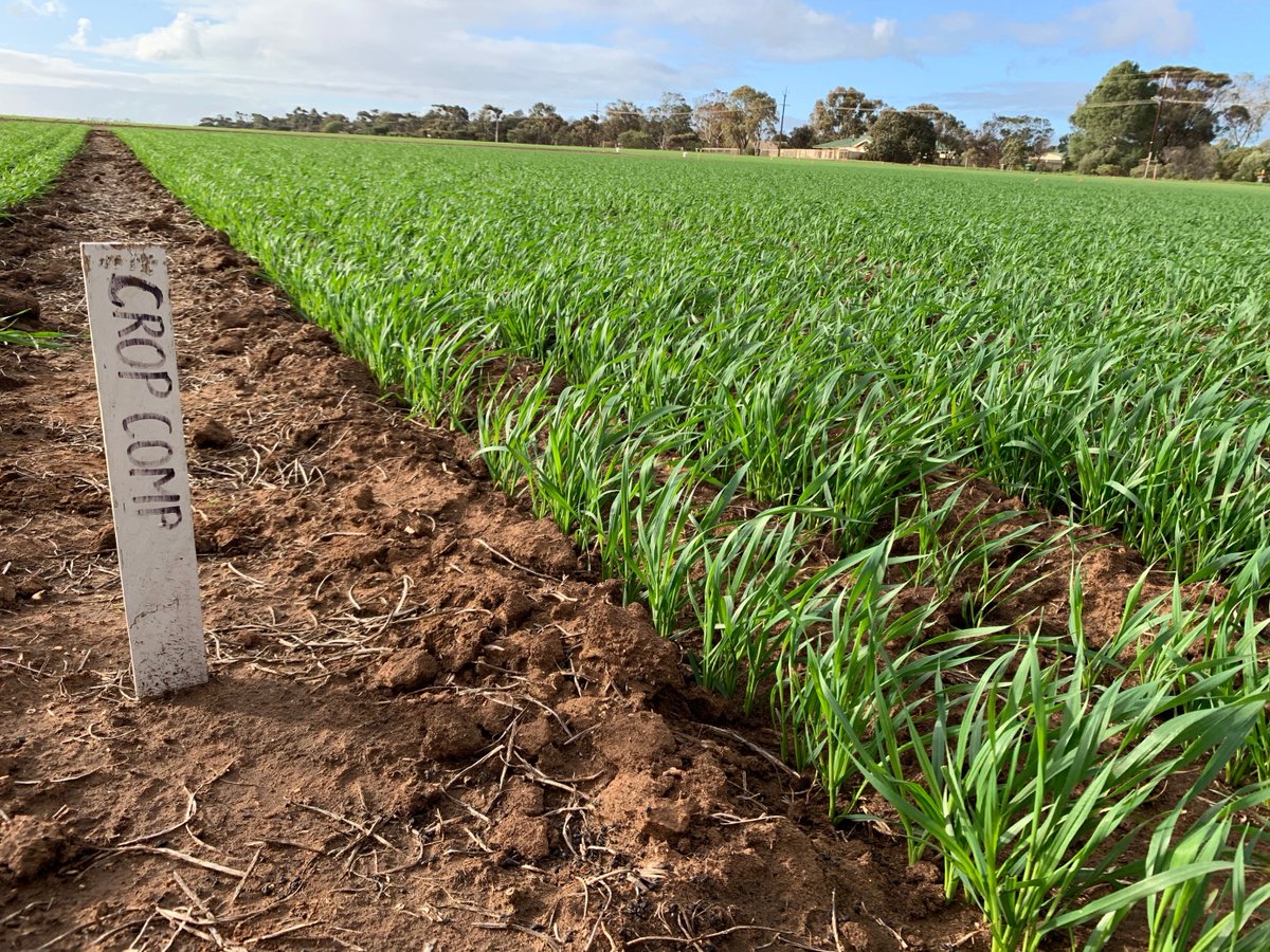 AgXtra's tweet image. Crop Comp Update!
Data and photos have been collected to show visual differences in early vigour and varietal choice. Teams now have access to weather station data to start making early N application decisions 🌦🌱 
#ausag #agxtra #cropcomp #SAag
@SAGrainTrust
@AUASA_ADELAIDE