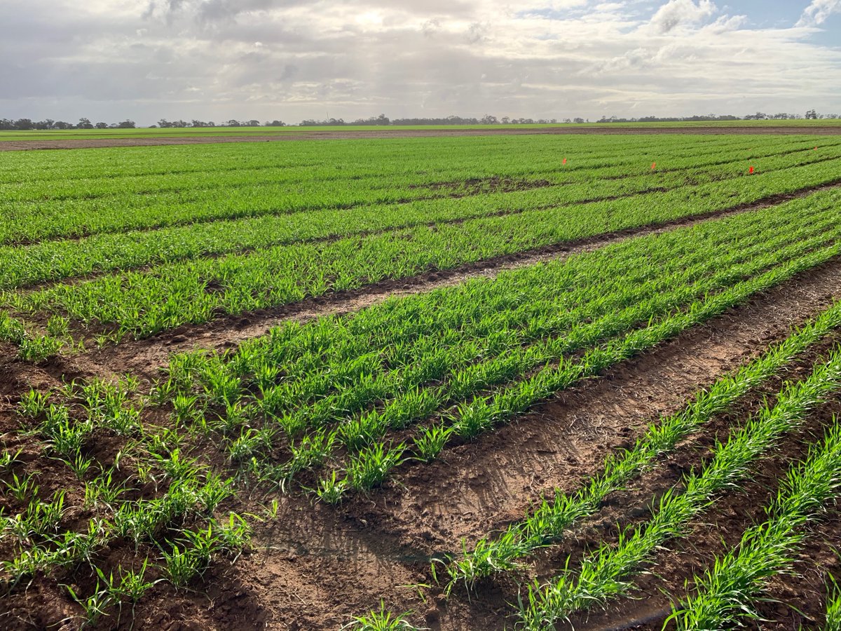 AgXtra's tweet image. Crop Comp Update!
Data and photos have been collected to show visual differences in early vigour and varietal choice. Teams now have access to weather station data to start making early N application decisions 🌦🌱 
#ausag #agxtra #cropcomp #SAag
@SAGrainTrust
@AUASA_ADELAIDE