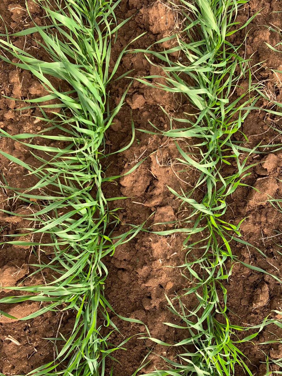 AgXtra's tweet image. Crop Comp Update!
Data and photos have been collected to show visual differences in early vigour and varietal choice. Teams now have access to weather station data to start making early N application decisions 🌦🌱 
#ausag #agxtra #cropcomp #SAag
@SAGrainTrust
@AUASA_ADELAIDE