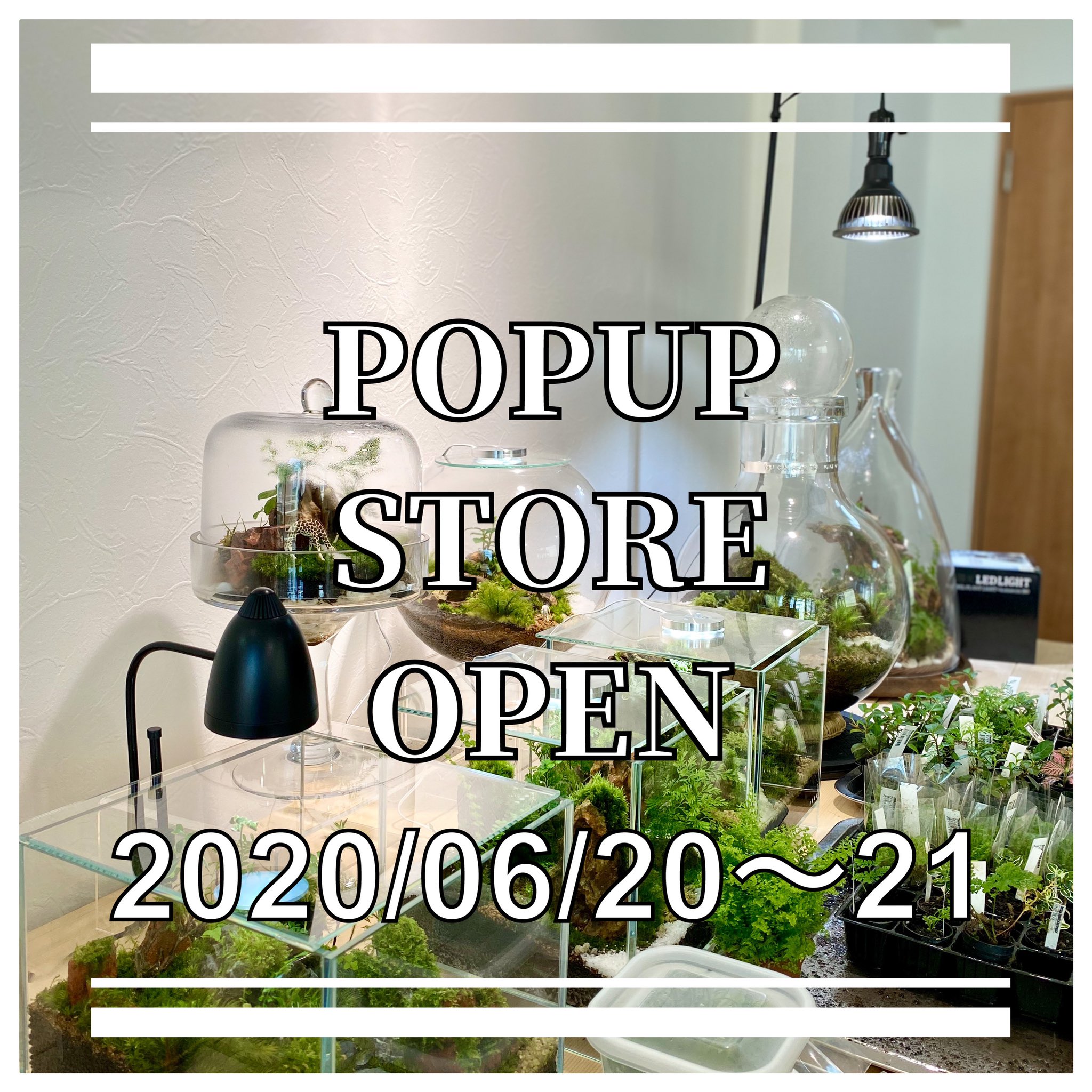 Feel The Garden テラリウム専門店terrariumsを2日間限定でオープン致します テラリウム作品 苔 テラリウム用ミニ植物 ツールなどを展示販売致します 日程 6月日 土 21日 日 営業時間 13 00 18 00 住所 東京都杉並区方南2 21 23吾妻ビル2f 東京