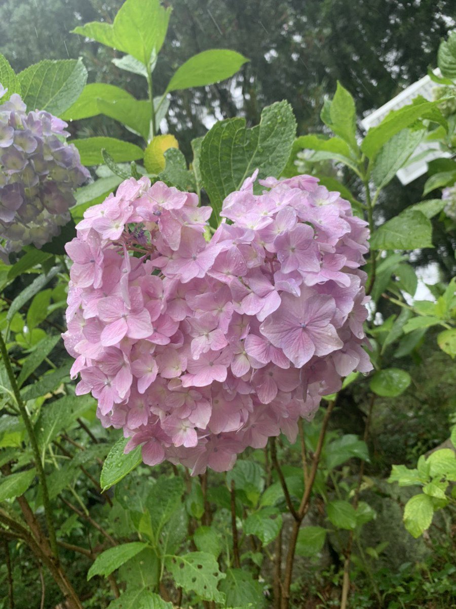 久安寺 久安寺です ピンクのハートアジサイ 一輪 庭園である虚空園の三鈷の松 ジュラシックツリーの付近に咲いていますよ 朱雀池の蓮の小さな蕾 発見 例年 7月より蓮は咲き始めます 久安寺 ハートあじさい ハート紫陽花