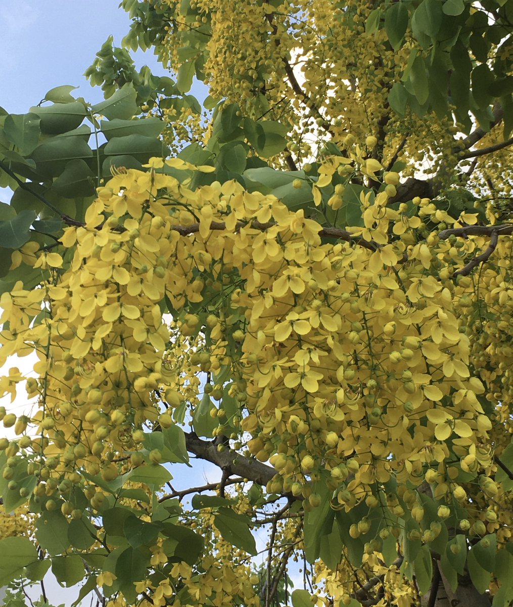 DIY bamboo decking tile 
Easy installation 
Contact us for more info.
#REBOBAMBOO #DIY Tile #ECO #Contructionmaterial #Bamboodecking #Flooring #Easyinstallation