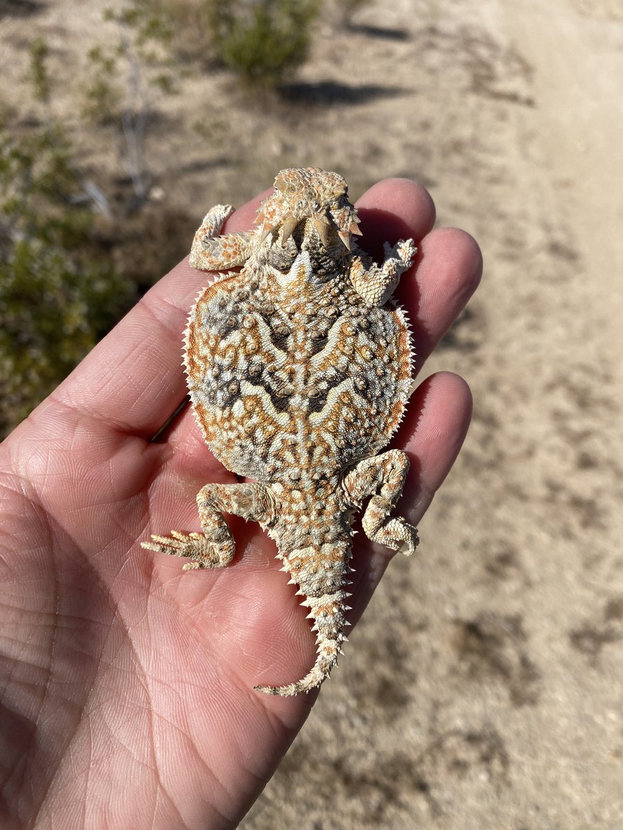 When I see a horned lizard it means you get to see one too! #Phrynosoma