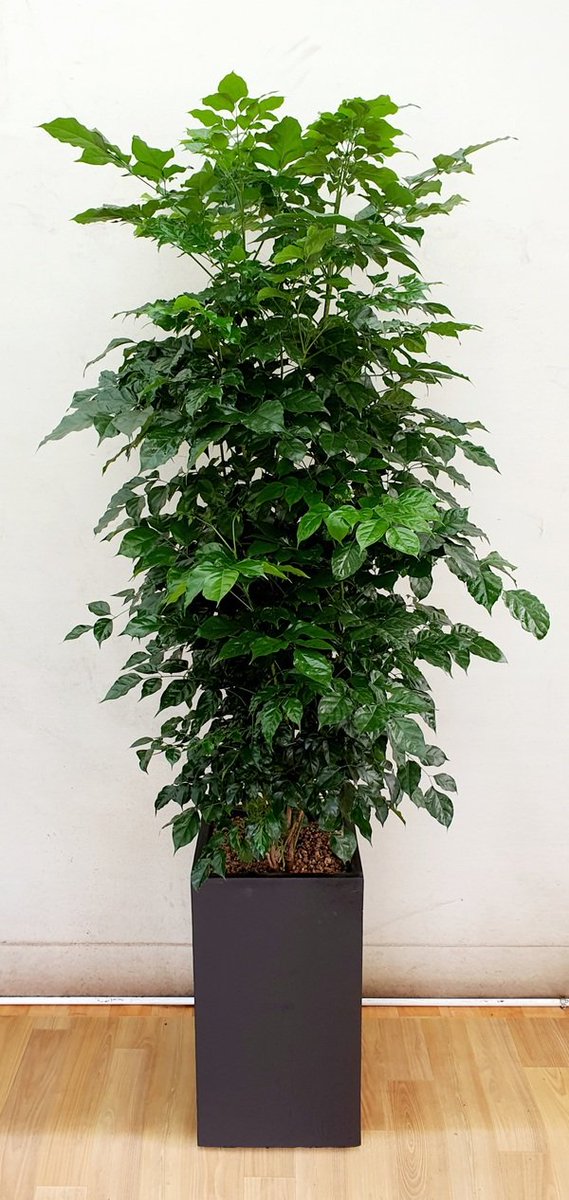 개업화분 녹보수 풍성한나무