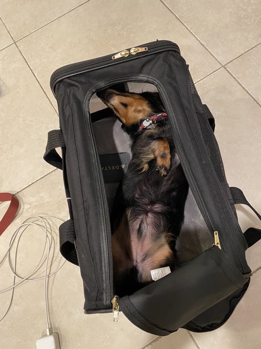 I don&rsquo;t even have to put him in the carrier 😂 he goes in willingly https://t.co/oryCTA0l8O<a href="/tag/munchies"class="tags"><span>#munchies</span></a><a href="/tag/snacks"class="tags"><span>#snacks</span></a><a href="/tag/nudes"class="tags"><span>#nudes</span></a><a href="/tag/funnynudes"class="tags"><span>#funnynudes</span></a>