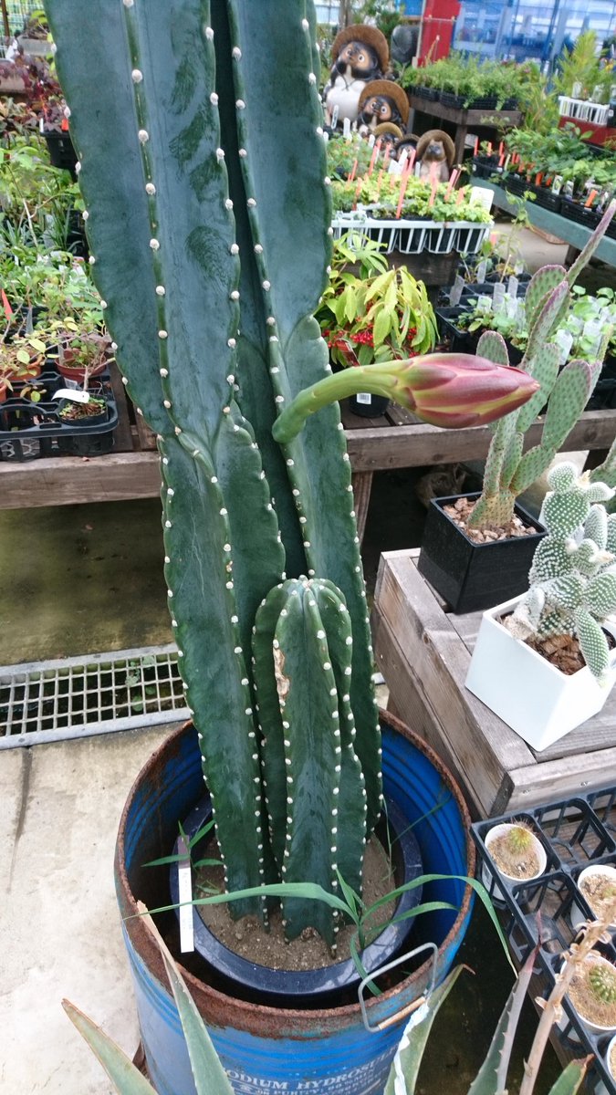 柱サボテンの花 柱サボテンの花