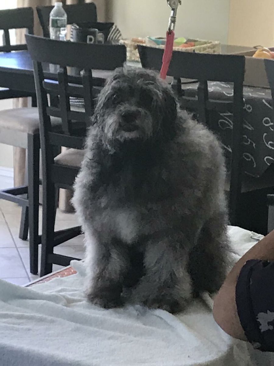 What did 2020 do to my dog? 😩