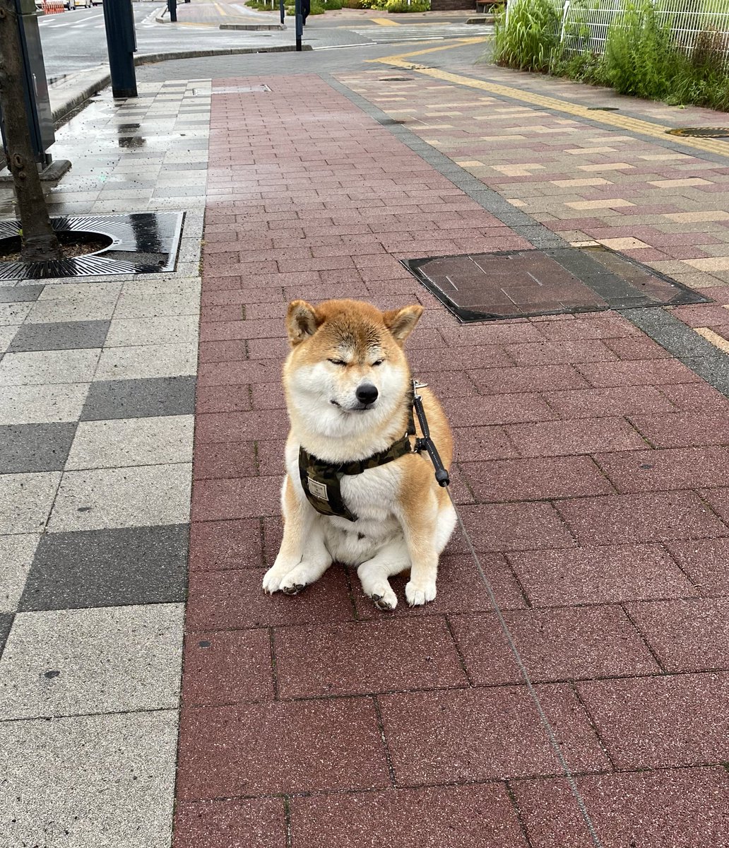 J Pabb 雨に濡れたせいなのかいきなり見た事ない座り方をした