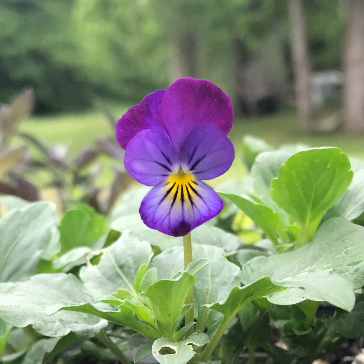 Pansies! Eye candy for your mouth 🌸 Edible Blooms Available Now! Mild flavour so you can put them on everything 🥗
DM us to order. We’re back!

#ygk #ygkfood #ygkfoodie #ygkeats #ygkfarmtotable #takeitbackhome