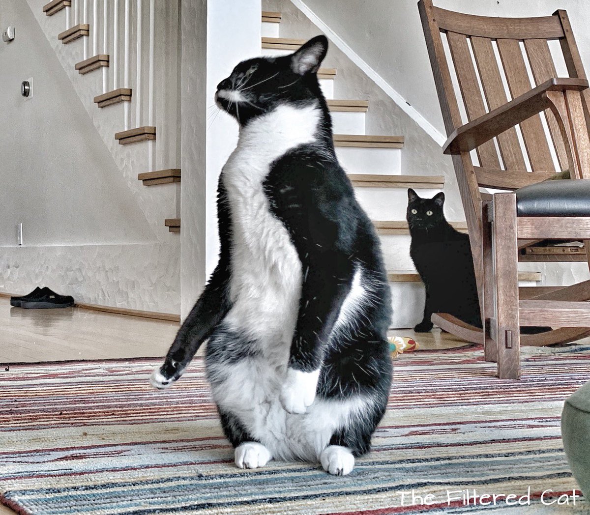 FilteredCat's tweet image. Here is Uma pretending to be a penguin who had just been slapped. Yossarian is in the background. 
#CatsOnTwitter #cats #blackcats #CatsOfTheQuarantine #CatsOfTwitter #meowfeature #yourcatphoto #taylorswift #thursdayschild
