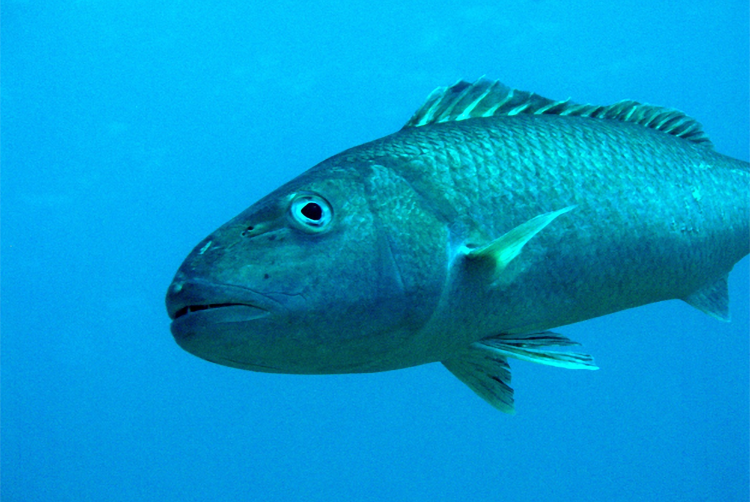 NOAAFish_PIFSC's tweet photo. How do we monitor marine #fish populations? Our scientists recently assessed the #Hawaii #uku snapper and found that it is not overfished, and #overfishing is not occurring. Read more about the new #stocksynthesis model they used at https://t.co/Gq0kvYa3Gd #marinescience https://t.co/QvkgsjHGSQ