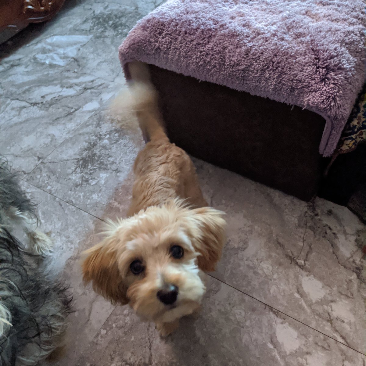 JHirtzel's tweet photo. This is our newest pack member, Maggie Mae. She was just a scared puppy when I found her now she runs the show most of the time. https://t.co/JFWpkopkVP