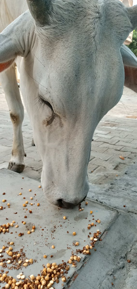 Your little concern and the animals will show their epic love to you. 
#animal #AnimalWelfare #AnimalCruelty #loveanimals #careforanimals #feedthecows #feedthestrays #coronavirus #SpreadLove #spreadkindness