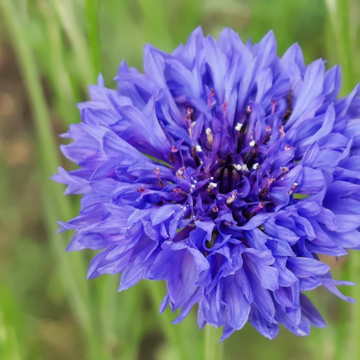 Andreealrina's tweet photo. Just a few simple cornflowers #microphotography #inmygraden #flowersoftw #simpleflowers #centaureacyanus #lovethegarden #perenialgarden https://t.co/7OsxvxHfkm
