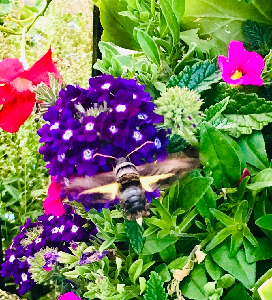 EEmberg5's tweet photo. I spend time in my garden to relax and suspend my worries. I am usually alone but tonight I had a strange creature visit. #IHadToGoogleIt https://t.co/AyyiuOKNfq