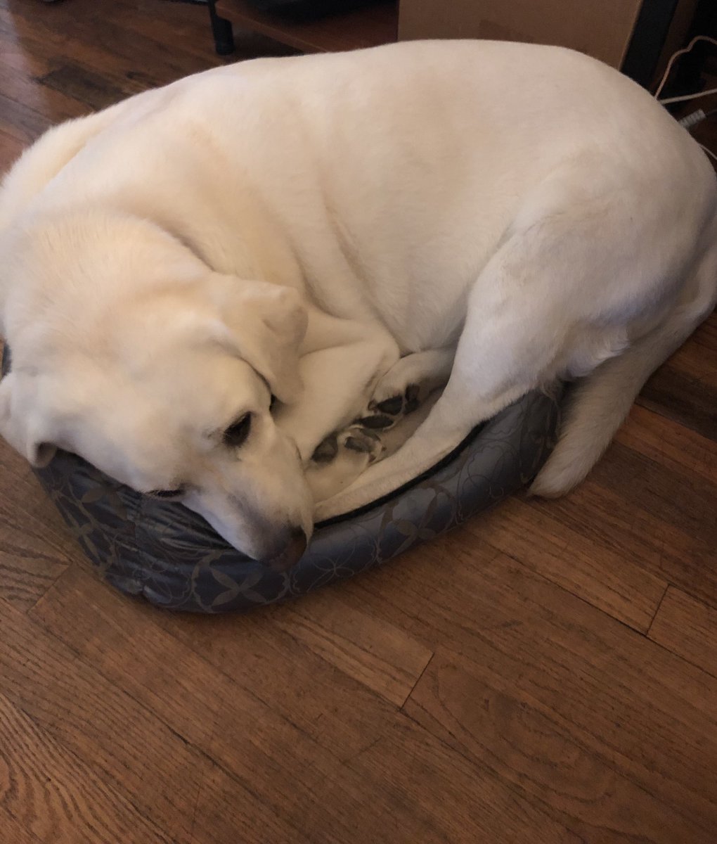 NurseGomer's tweet photo. Sing it with me now ~
Fat dog in a little bed.
Fat dog in a little bed.
#dogsoftwitter #dogs #dogsofCOVID https://t.co/f0zZpSEcso