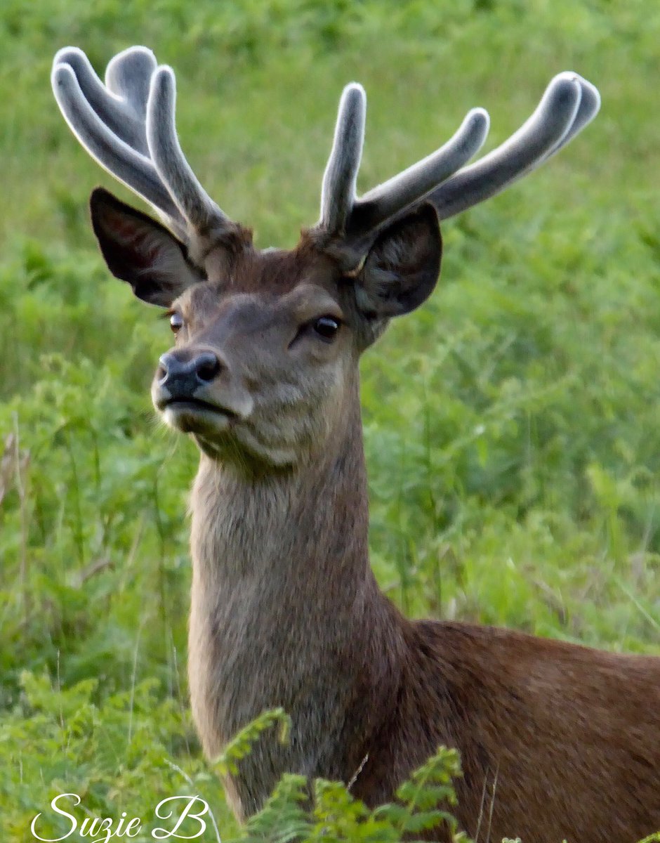 Velvet Antlers , crying out to have his picture taken and deservedly so 😊 @Britnatureguide @deersociety @WildlifeMag @BradgatePark #TwitterNatureCommunity #wildlifeuk #leicestershire