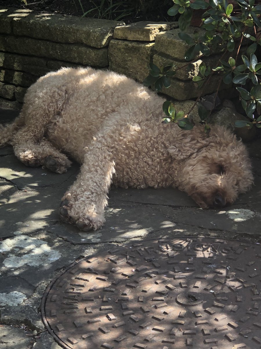 bertie_is's tweet image. Bertie having a snooze in our garden before he went missing ❤️
If he is holed up somewhere living rough, he is likely to be much thinner and very scruffy
He will be in survival mode
Please PLEASE 📞 us with any information. We just want to know 🙏🙏 #FindBertie