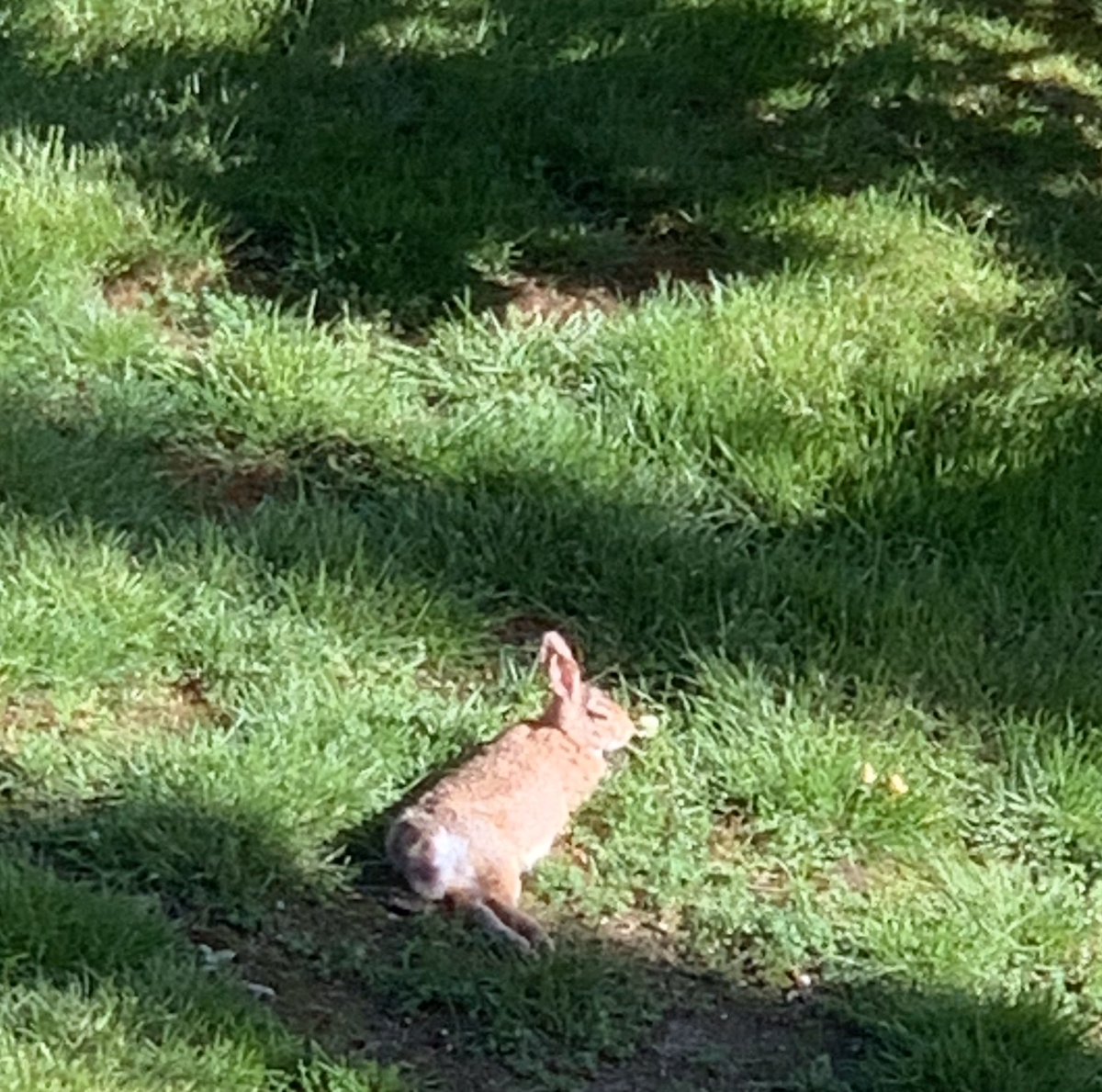 onewiththesand's tweet photo. Look at him! All stretched out, lounging and exhausted from feasting on my plants ... ๐ฐ
#bunnykins #RabbitHole #rabbitliciousss #bunnies ๐ https://t.co/zdczxAonTK