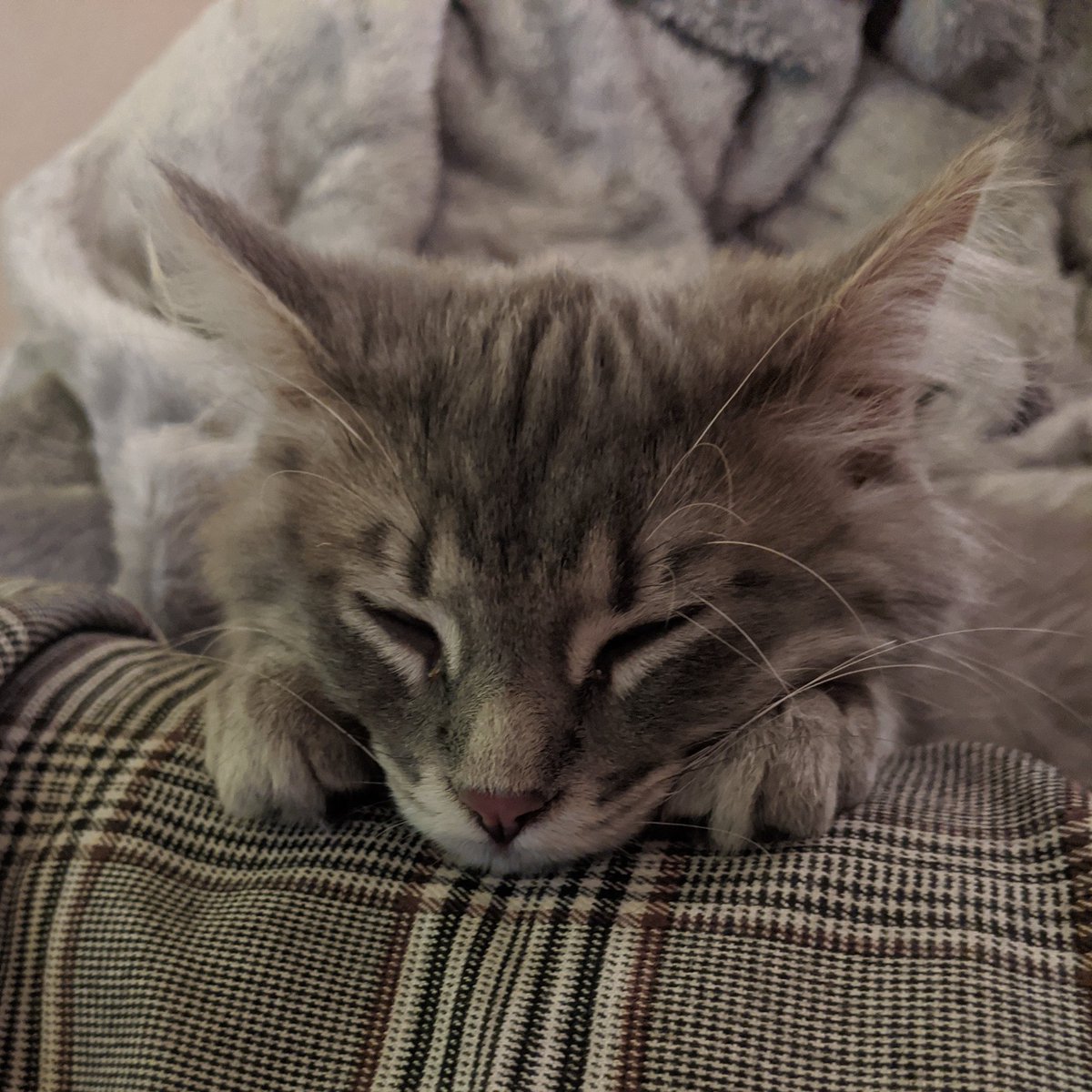 mīne parents womt let me eat there chïckên,, therefour i müst Pout 😔✌️