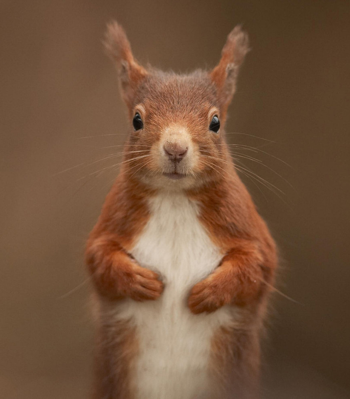 redsquirrelsw's tweet photo. Goooood morning and happy Friday! Let's revisit this great news from this week :D
#redsquirrels #redsrule #redsquirrelsrule #redsquirrelsouthwest #saveoursquirrels #redsquirrel #pinemartens #pinemarten
https://t.co/2Jr3NyUKEK https://t.co/nisuALC2fA