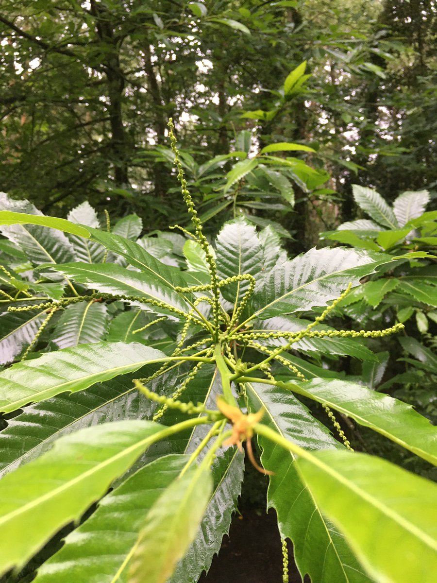 In the dull light and patter of rain it is again the bright green tree leaves that catch the eye, slick and glistening with droplets and laden with flowers and fruits. #30DaysWild