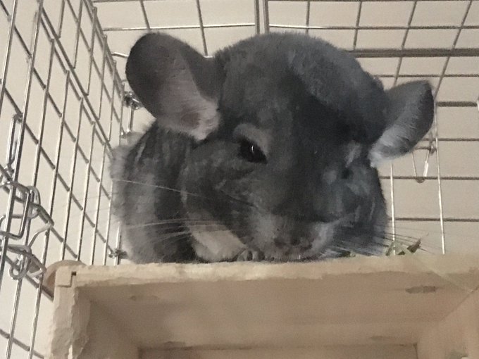 強制給餌のtwitterイラスト検索結果