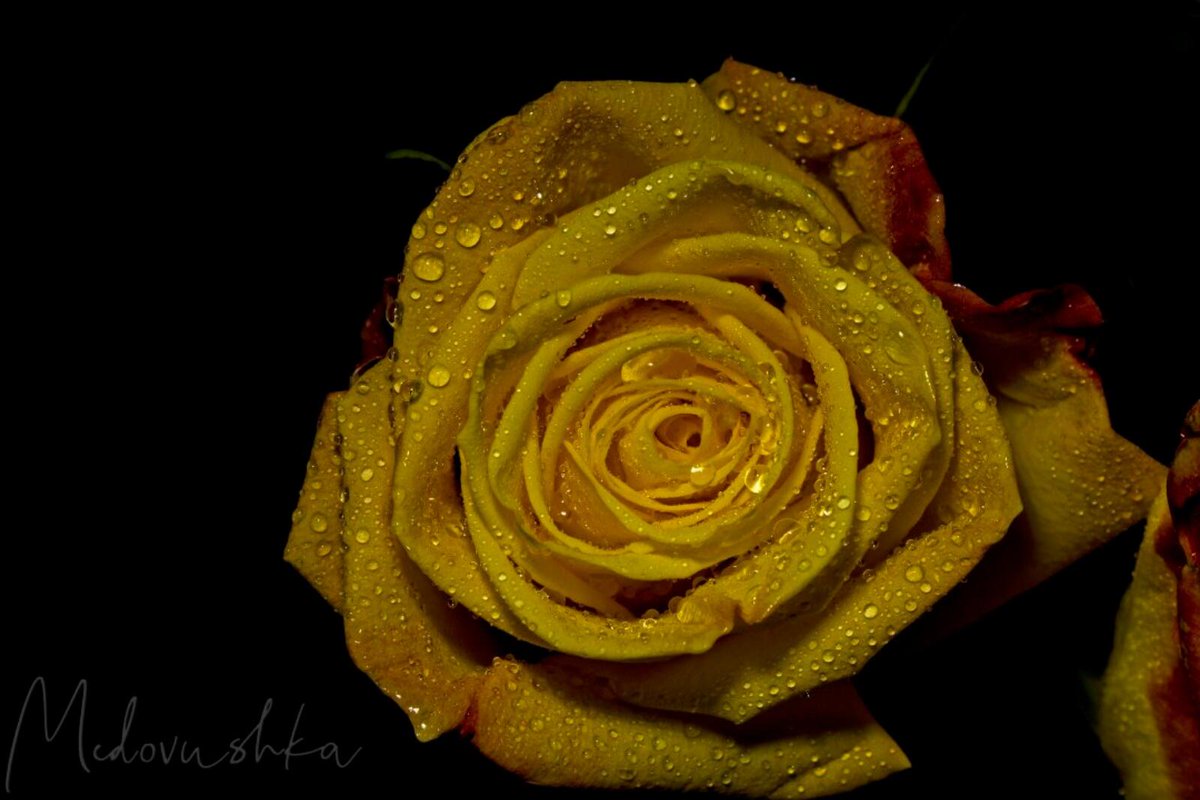 Medovushka131's tweet photo. #желтыецветы #роза #medovushka_flowers #rose #yellowflowers #flowers_mania #flowers_brilliance #flowers_world #flowers🌸 #flowers_super_pics #flowers_shots #flowers_lovers #flowers_nirvana #yellowroses #drops_perfection #drops_creative
https://t.co/28a84x1gXE https://t.co/KnQK0TPDlu