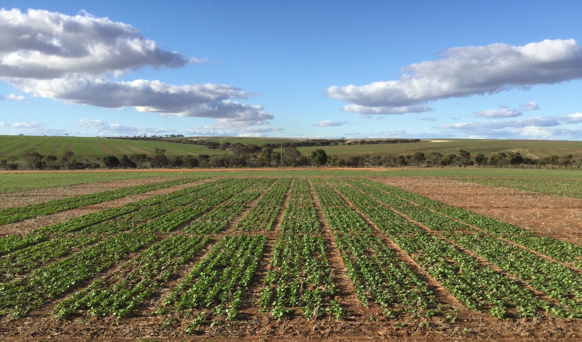 Good establishment on the Canola NVT at Jerry. Hopefully get some results this year 🤞🏽